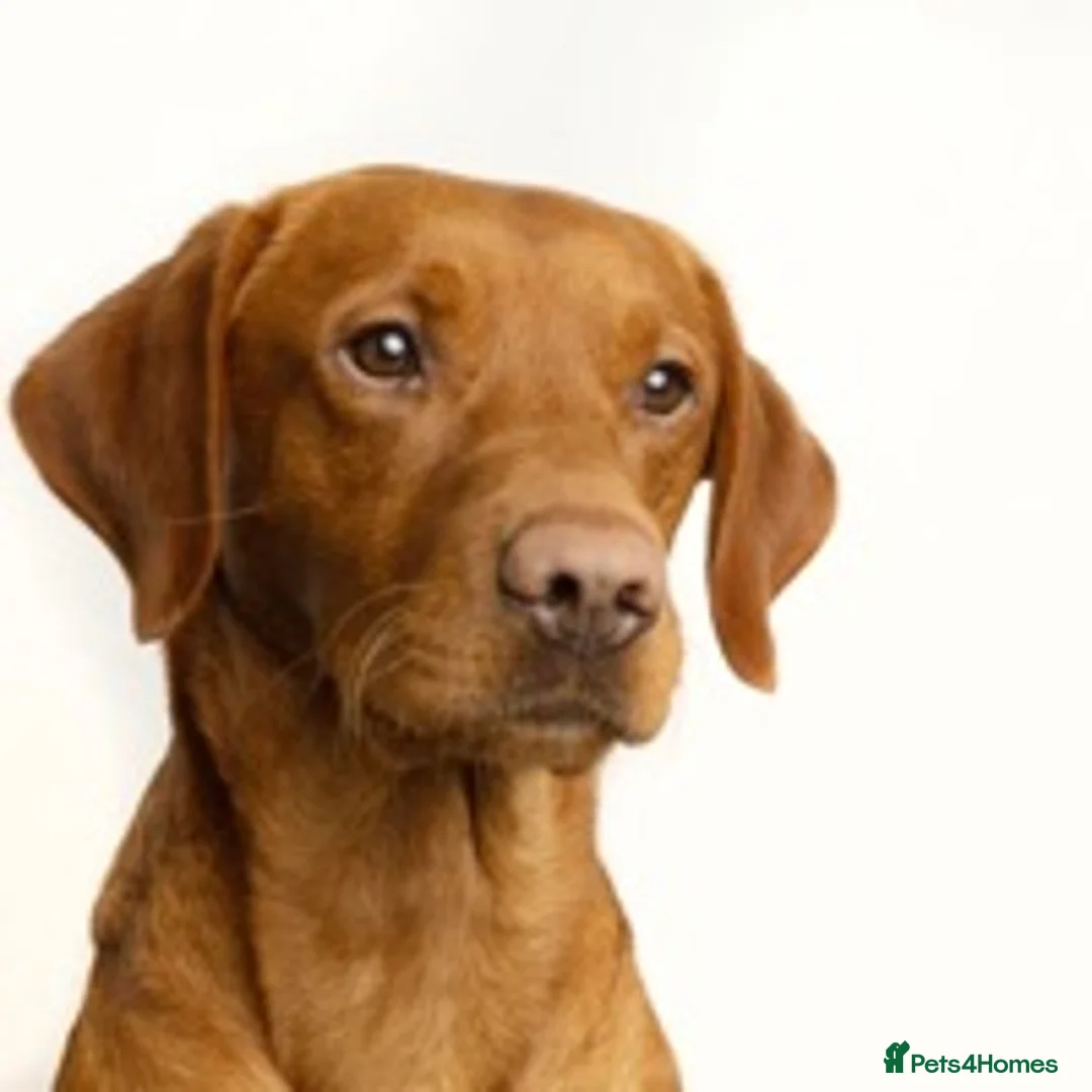 Labrador Retriever dogs for stud: Fox red Labrador for stud in Burnley - Advert 5