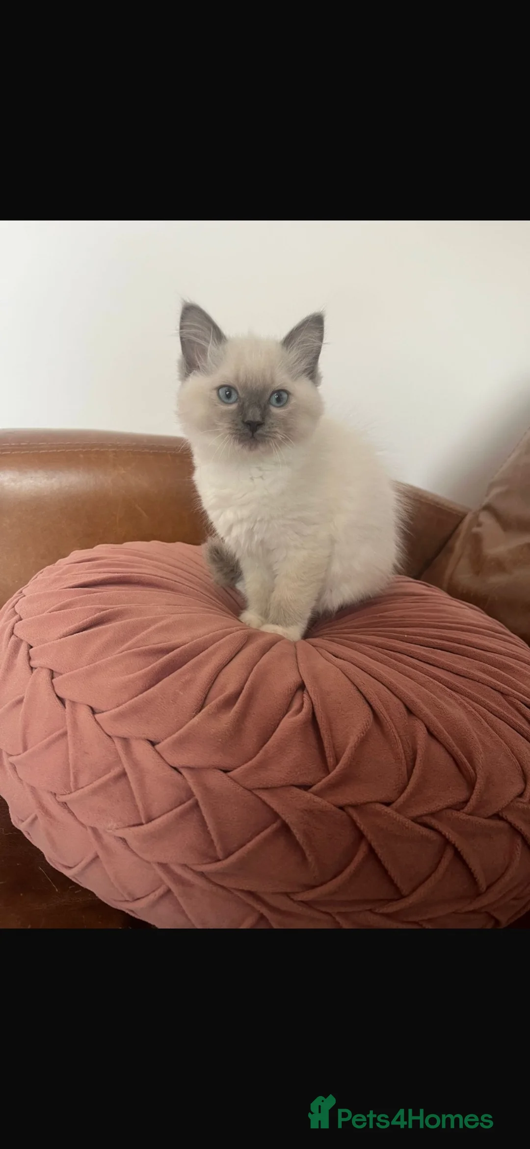Ragdoll cats for sale: Ragdoll Kittens - Advert 2