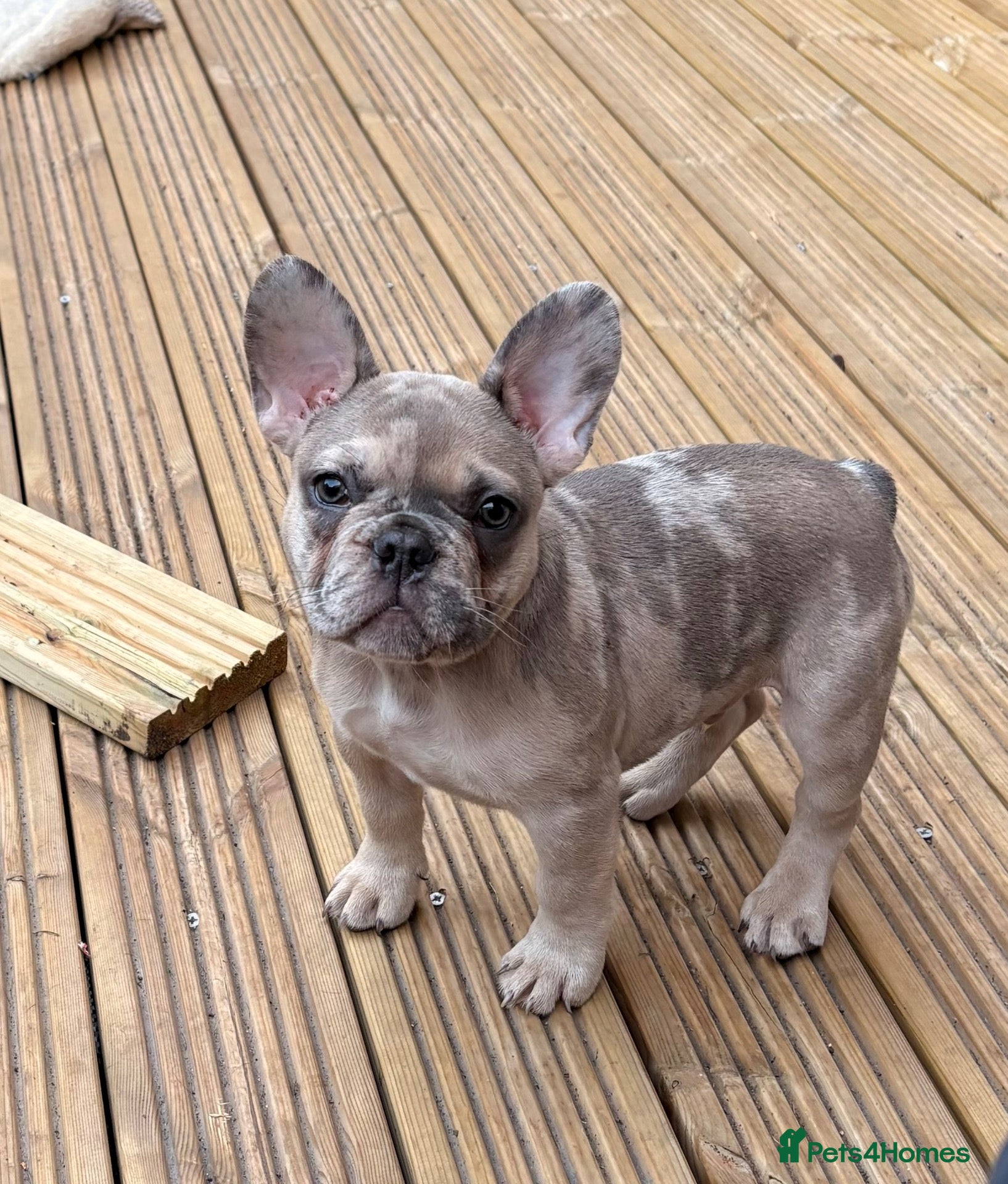 French Bulldog dogs Lilac Tan Cream Merle Boy - Advert 16