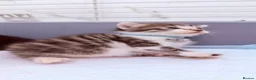 Bengal cats for sale: 🩶Ragamuffin crossed Bengal kittens🩶 - Advert 12