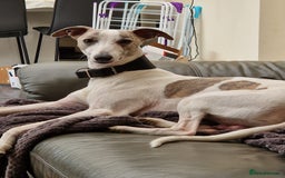 Whippet dogs for sale: KC Registered Whippet Pups - 2 girls left - Image 11