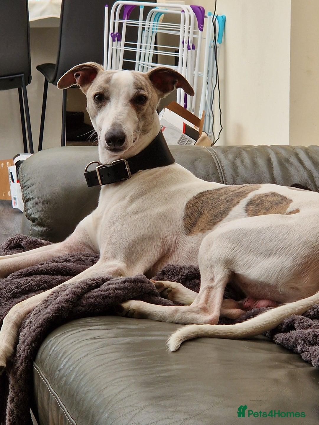 Whippet dogs for sale: KC Registered Whippet Pups - 2 girls left - Image 11
