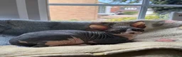 Sphynx cats for sale: Sphynx Male Kitten - Advert 10