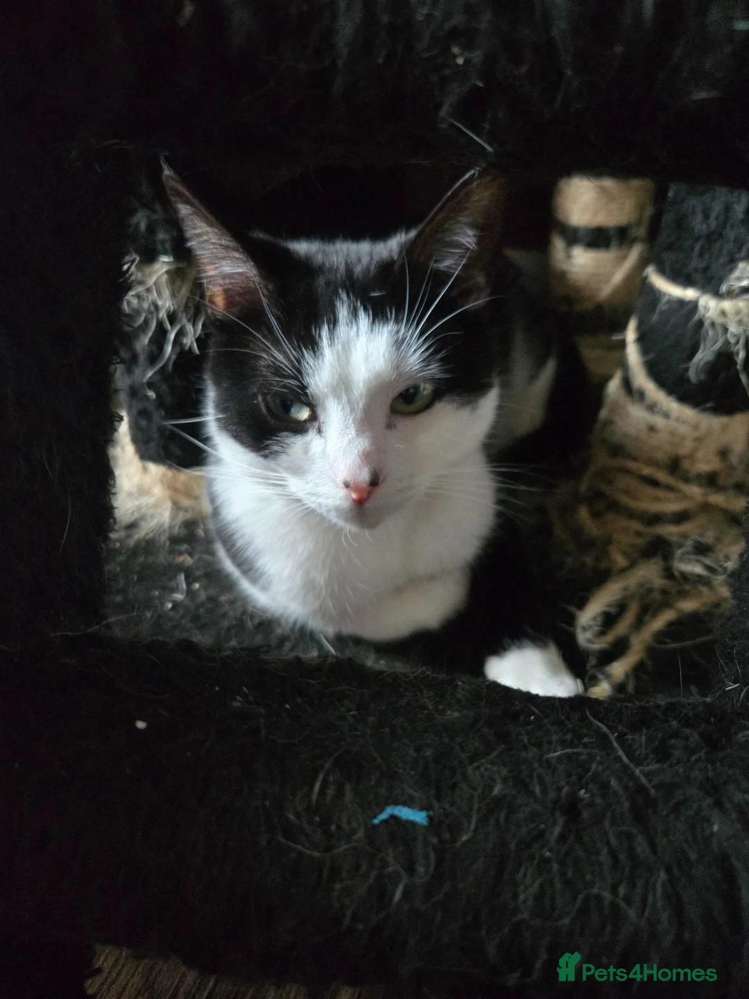 Mixed Breed cats for sale: Lovely litter of mixed short-hair  - Advert 1