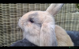 Mini Lop rabbits for sale: Baby mini lops ready to be reserved  - Image 4