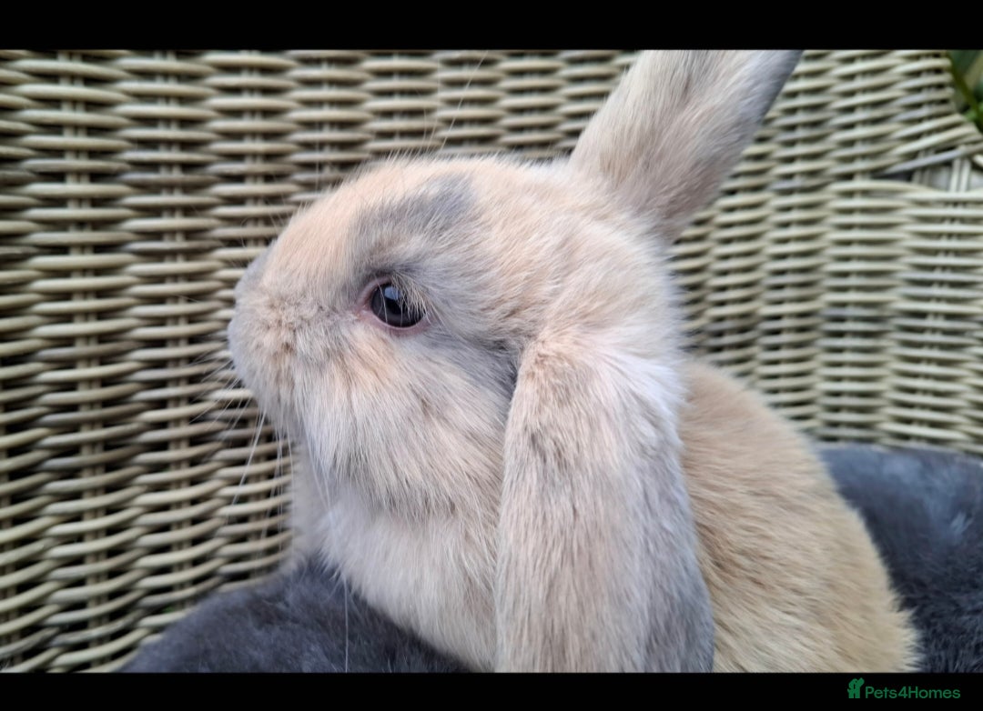 Mini Lop rabbits for sale: Baby mini lops ready to be reserved  - Image 4