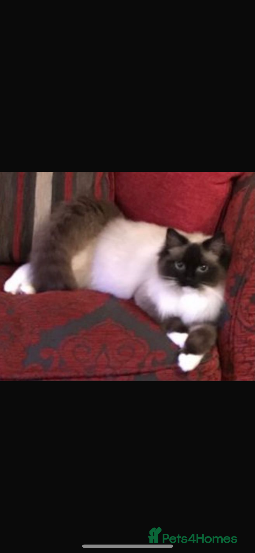 Ragdoll cats for sale: Stunning Ragdoll Males - Image 12