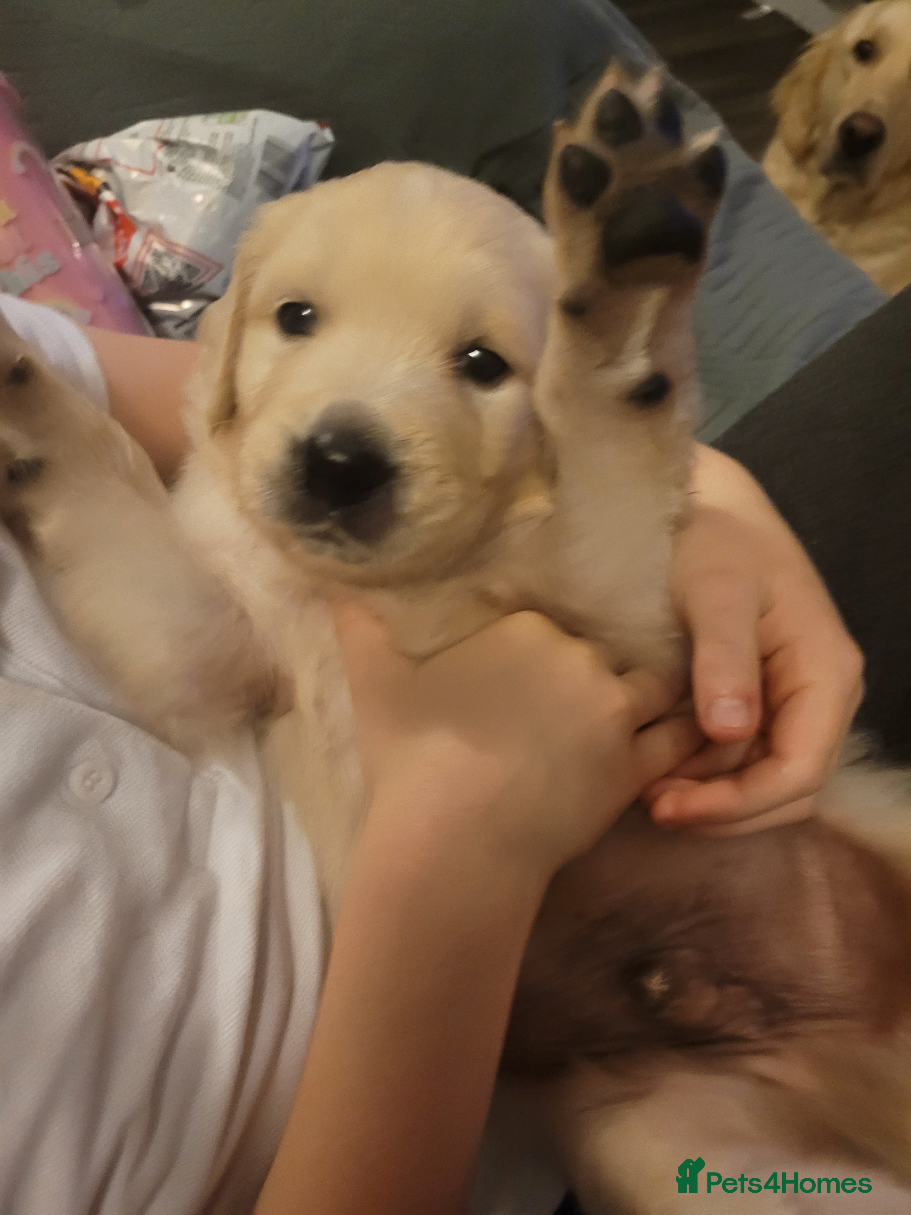 Golden Retriever dogs Beautiful golden retriever puppies - Advert 10