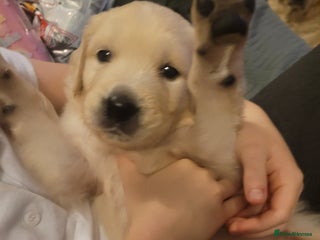 Golden Retriever dogs Beautiful golden retriever puppies - Advert 13