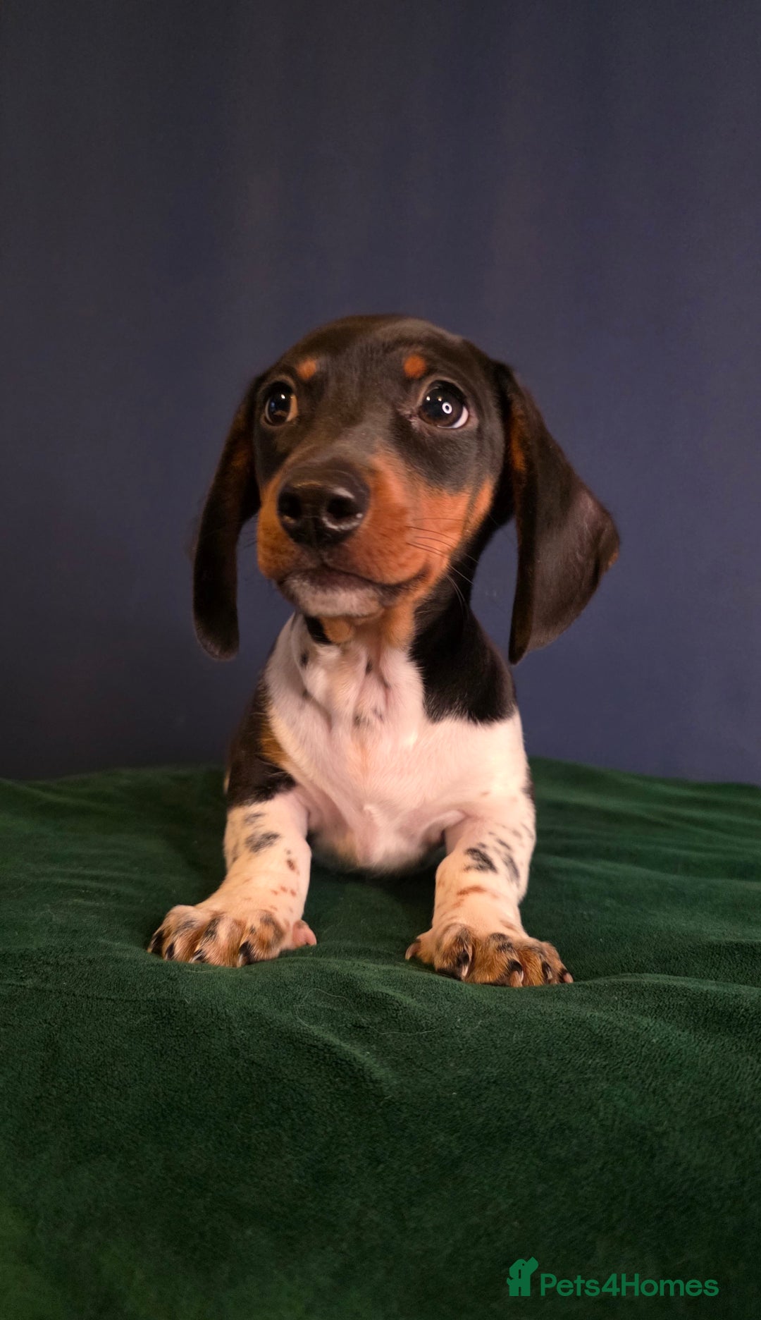 Dachshund dogs for sale: KC Registered Shorthaired dachshunds  - Advert 23