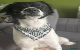 Mixed Breed dogs for sale: Large Female dog  - Image 4