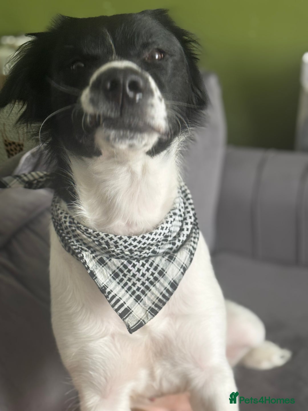 Mixed Breed dogs for sale: Large Female dog  - Image 4