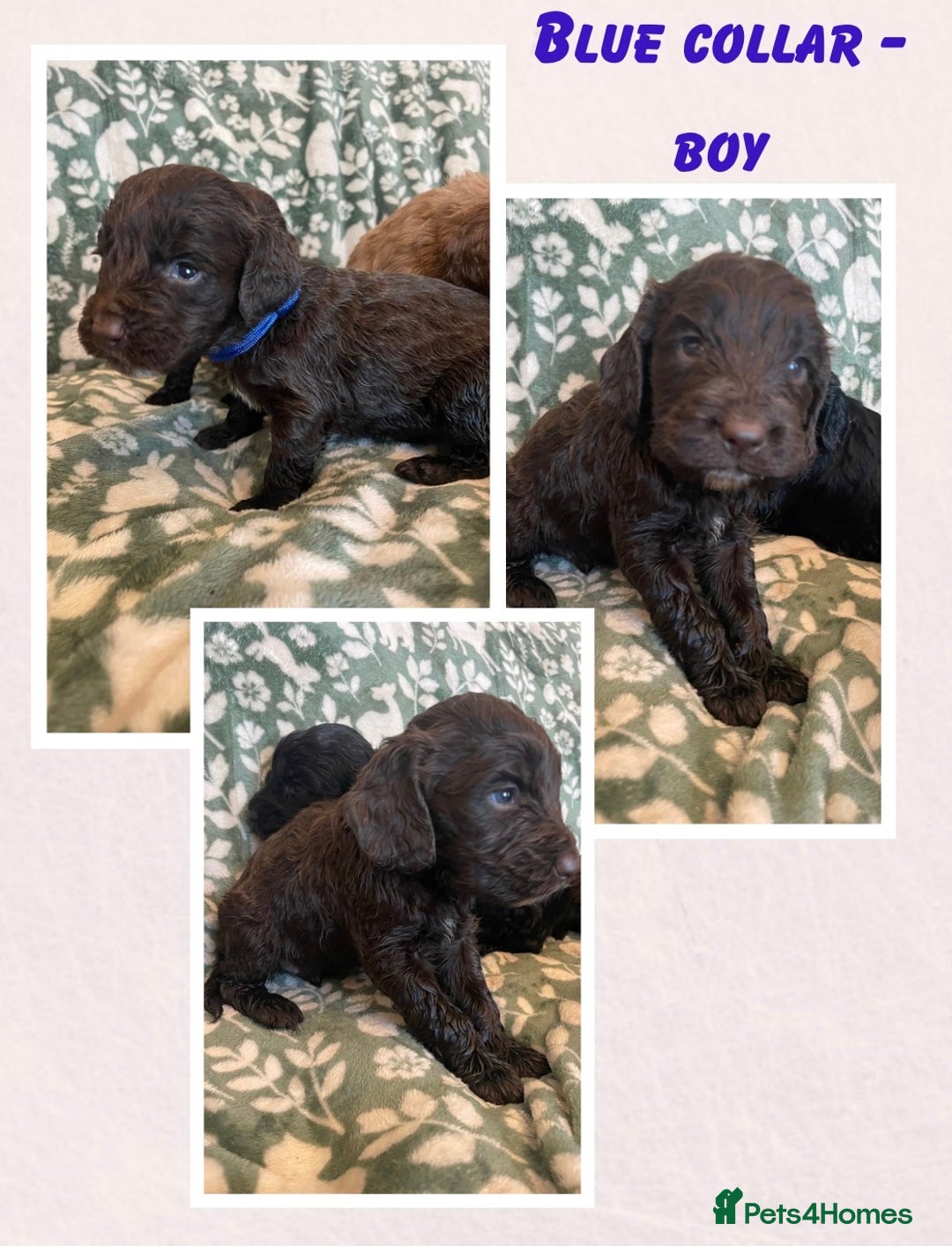 Cockapoo dogs for sale: Beautiful cockapoo puppies  - Advert 3