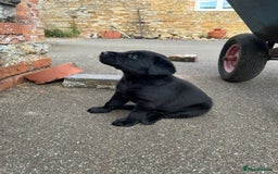 Labrador Retriever dogs for sale: Two Labrador Dog Puppies - black - Image 5