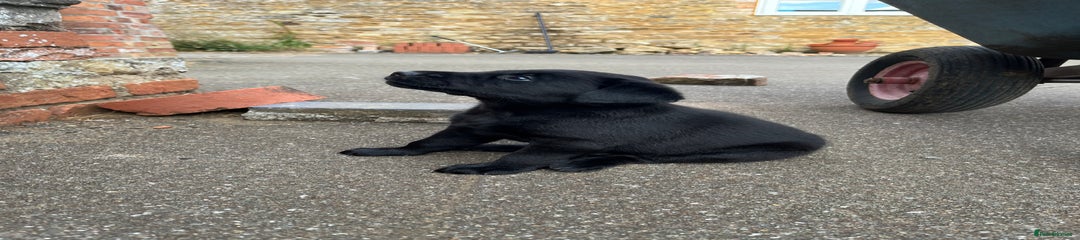 Labrador Retriever Puppy 1