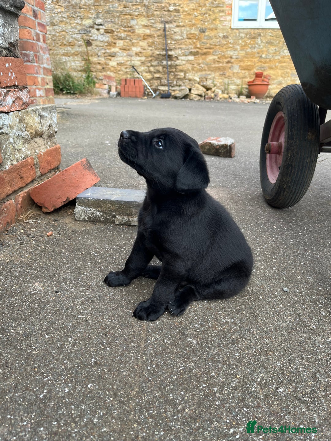Labrador Retriever dogs for sale: Two Labrador Dog Puppies - black - Image 5
