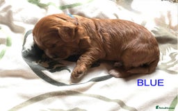 Cavapoo dogs for sale: Cavapoo puppies - Advert 5