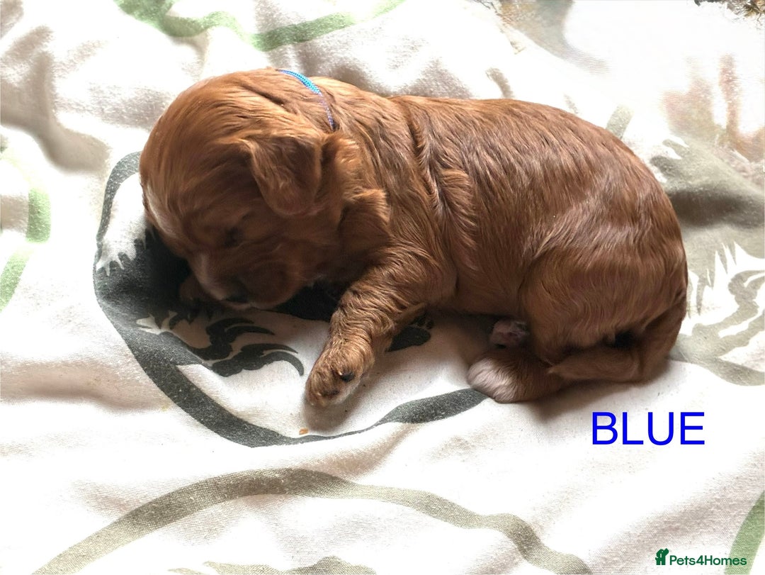 Cavapoo dogs for sale: Cavapoo puppies - Advert 5