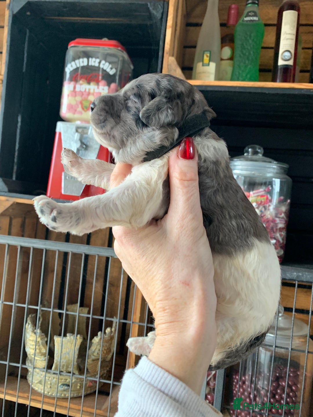 Bernedoodle dogs for sale: Standard Bernedoodle Blue Merle, Black White. - Image 4