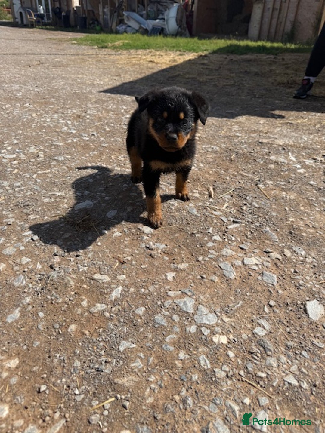 Rottweiler dogs for sale: beautiful pedigree rottweilers  - Image 6