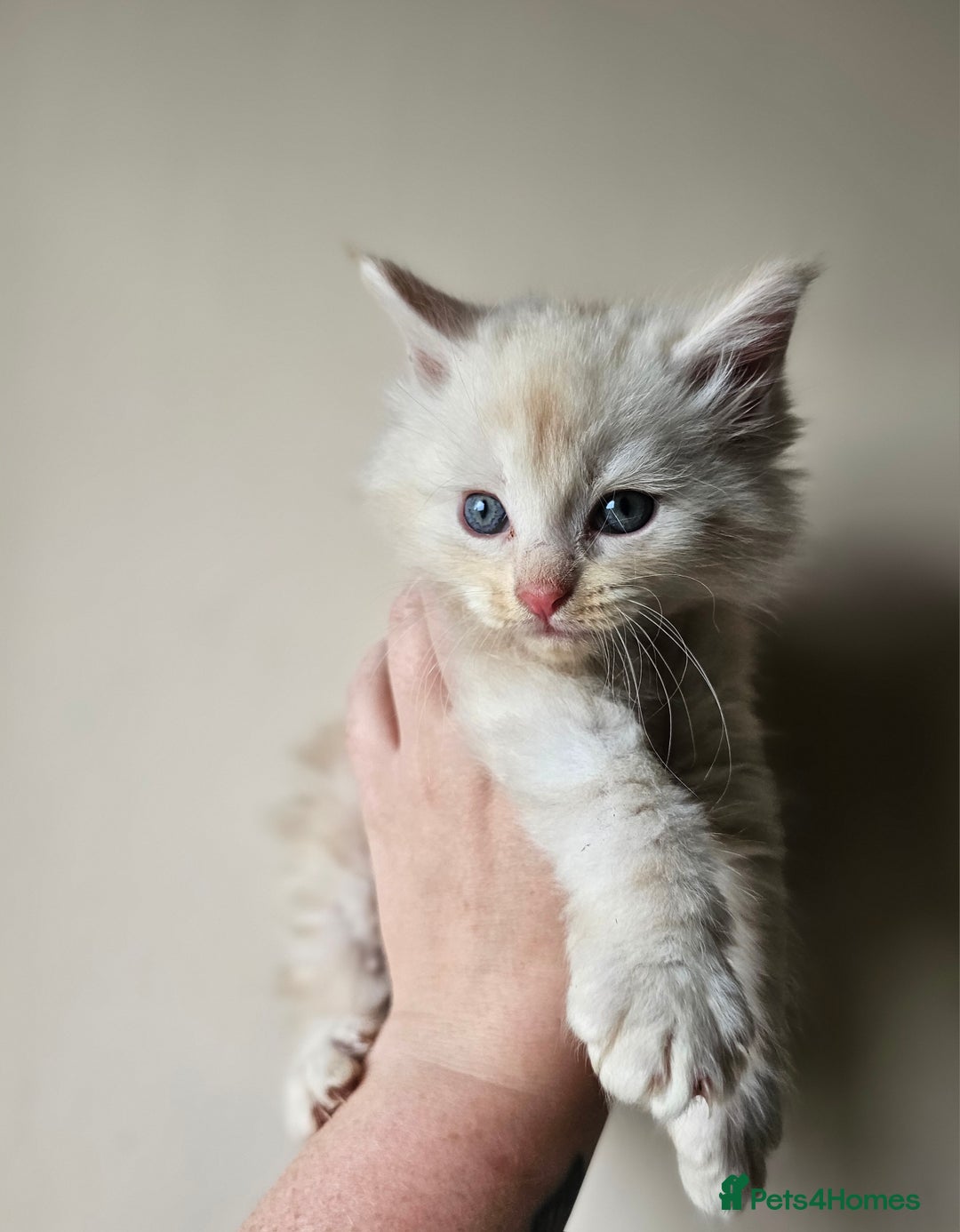 Maine Coon cats for sale: Beautiful litter of maine coons - Image 3