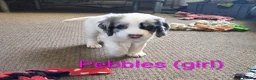 Cocker Spaniel dogs for sale: Gorgeous Cocker pups for sale - Advert 16