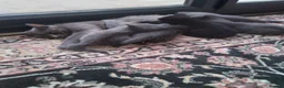 Mixed Breed cats for sale: 5 beautiful kittens.  - Advert 2
