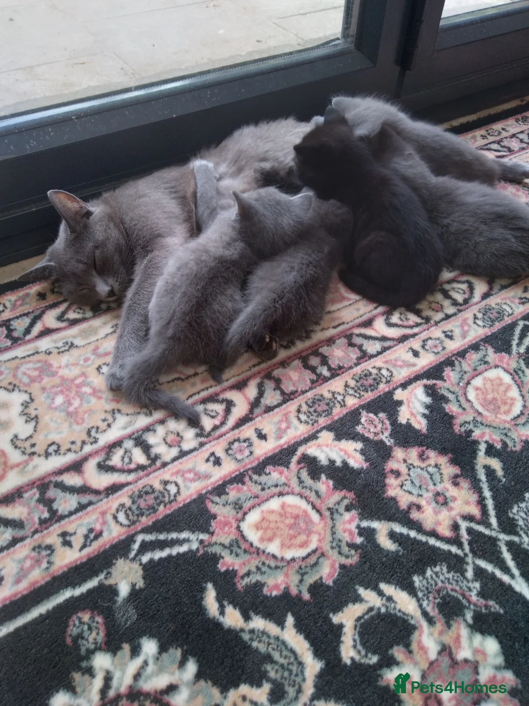 Mixed Breed cats for sale: 5 beautiful kittens.  - Advert 2