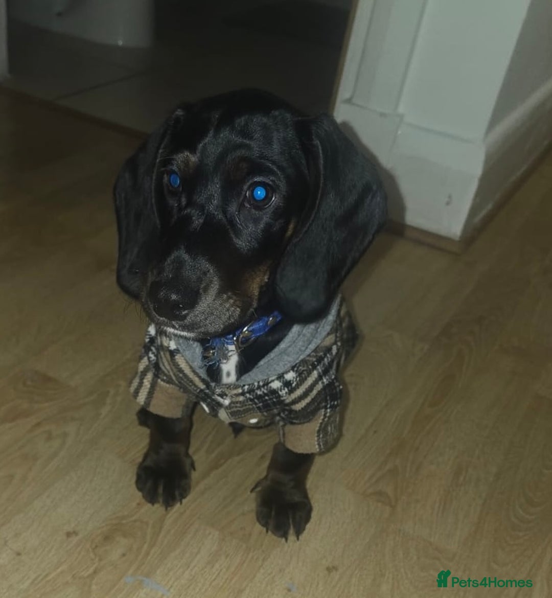 Mixed Breed dogs for sale: Mini dachshund X cocker spaniel male  - Advert 6