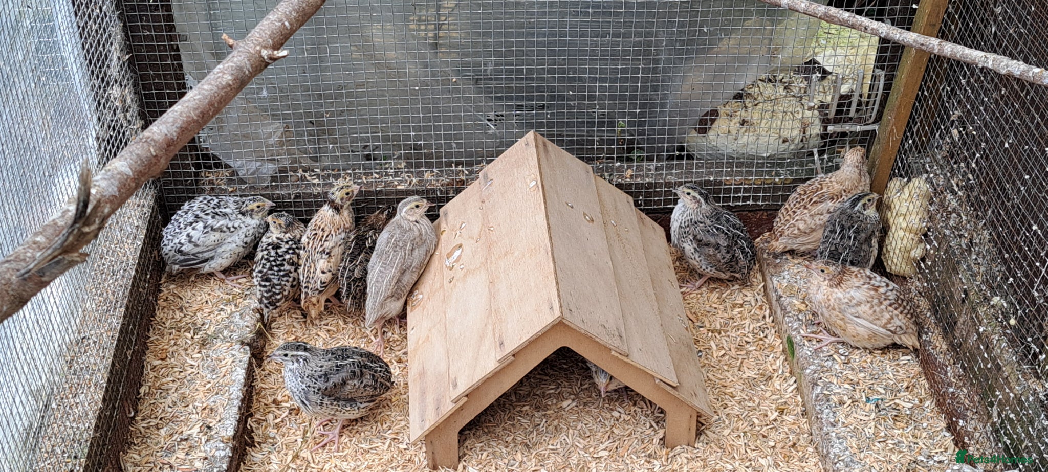 Quail poultry Coturnix Quails  - Advert 3