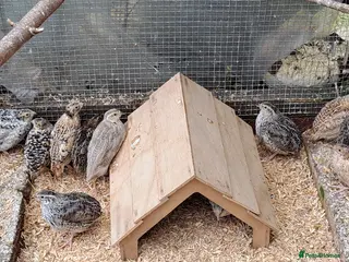 Quail poultry Coturnix Quails - Advert 3