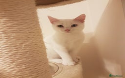 Mixed Breed cats for sale: Beautiful White Mixed Breed Boy - Image 5