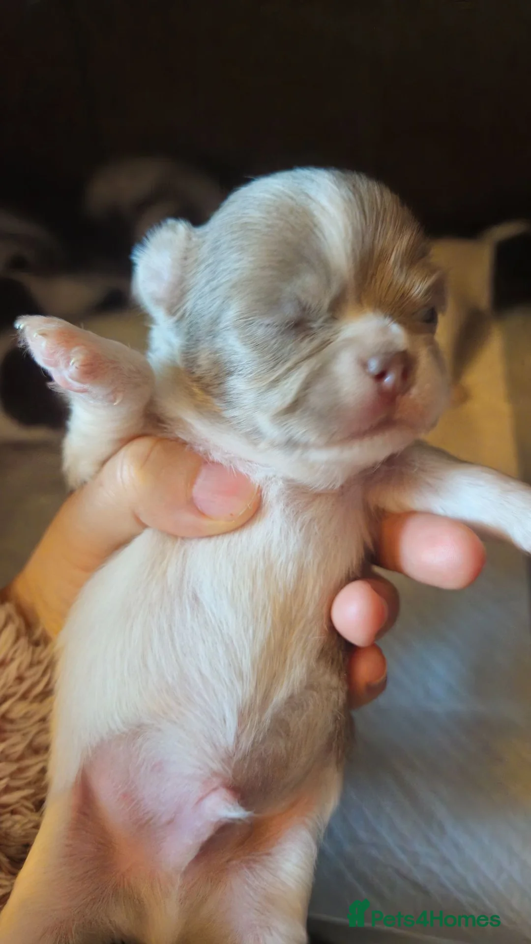 Chihuahua dogs for sale: Full pedigree long coat chihuahua lilac/chocolate - Advert 33