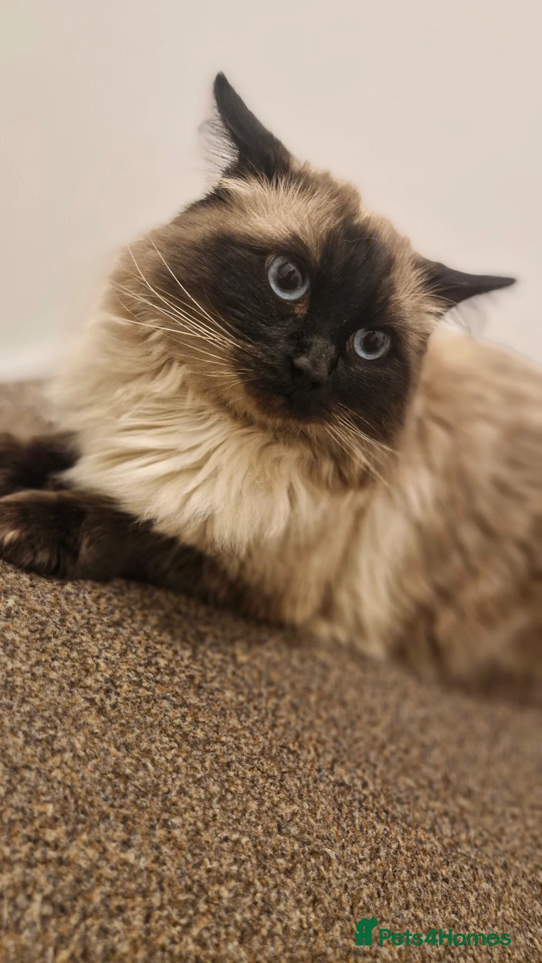 Ragdoll cats for stud: Beautifull ragdoll male for stud - Advert 2