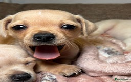 Chiweenie dogs for sale: chiweenie - Image 5