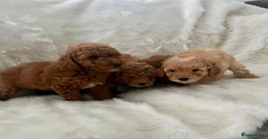 Cavapoo dogs Mixed litter of adorable cavapoo puppies - Advert 6