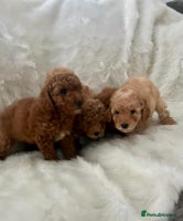 Cavapoo dogs Mixed litter of adorable cavapoo puppies - Advert 6