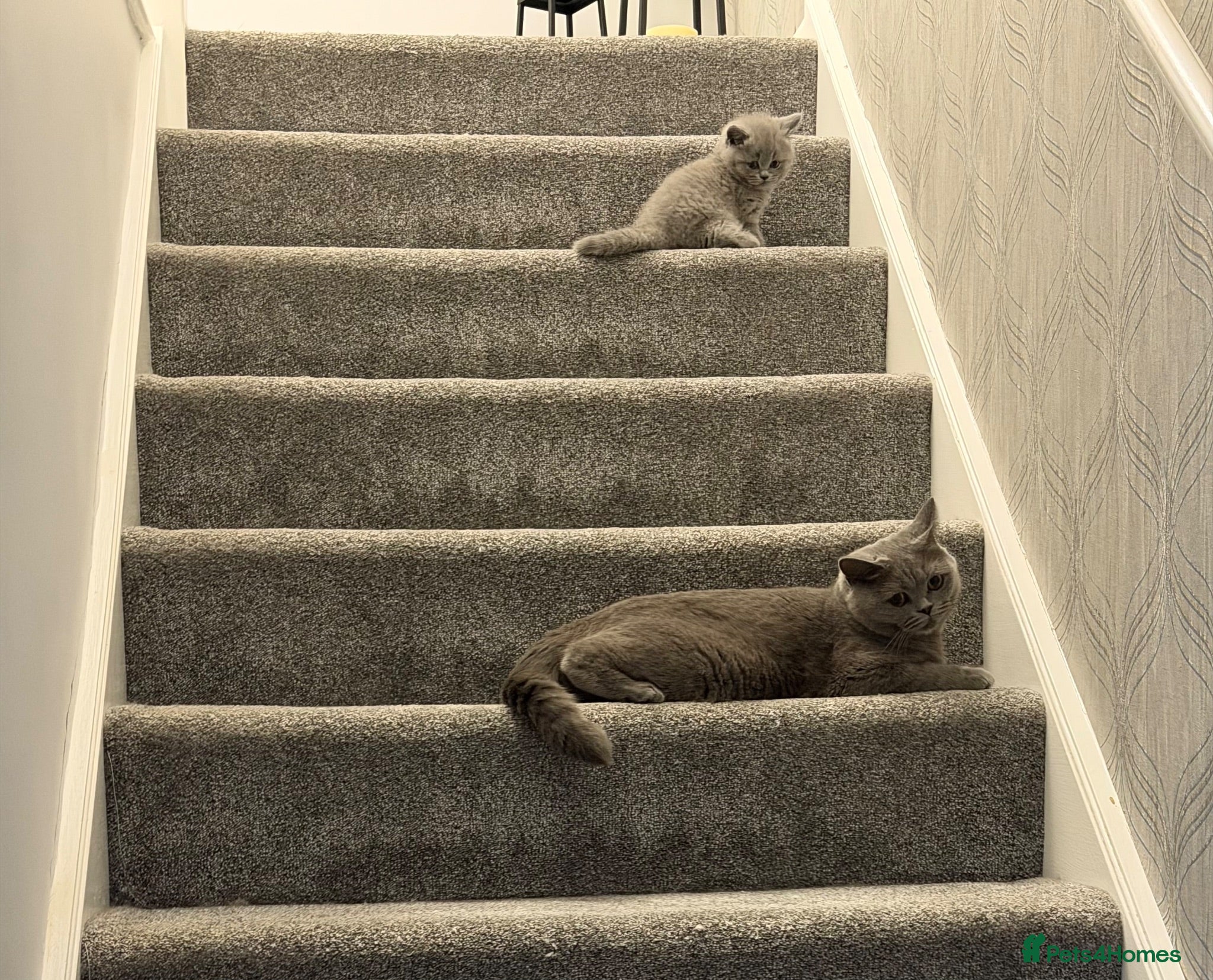 British Shorthair cats British shorthair kittens  (Gccf registered) - Advert 1
