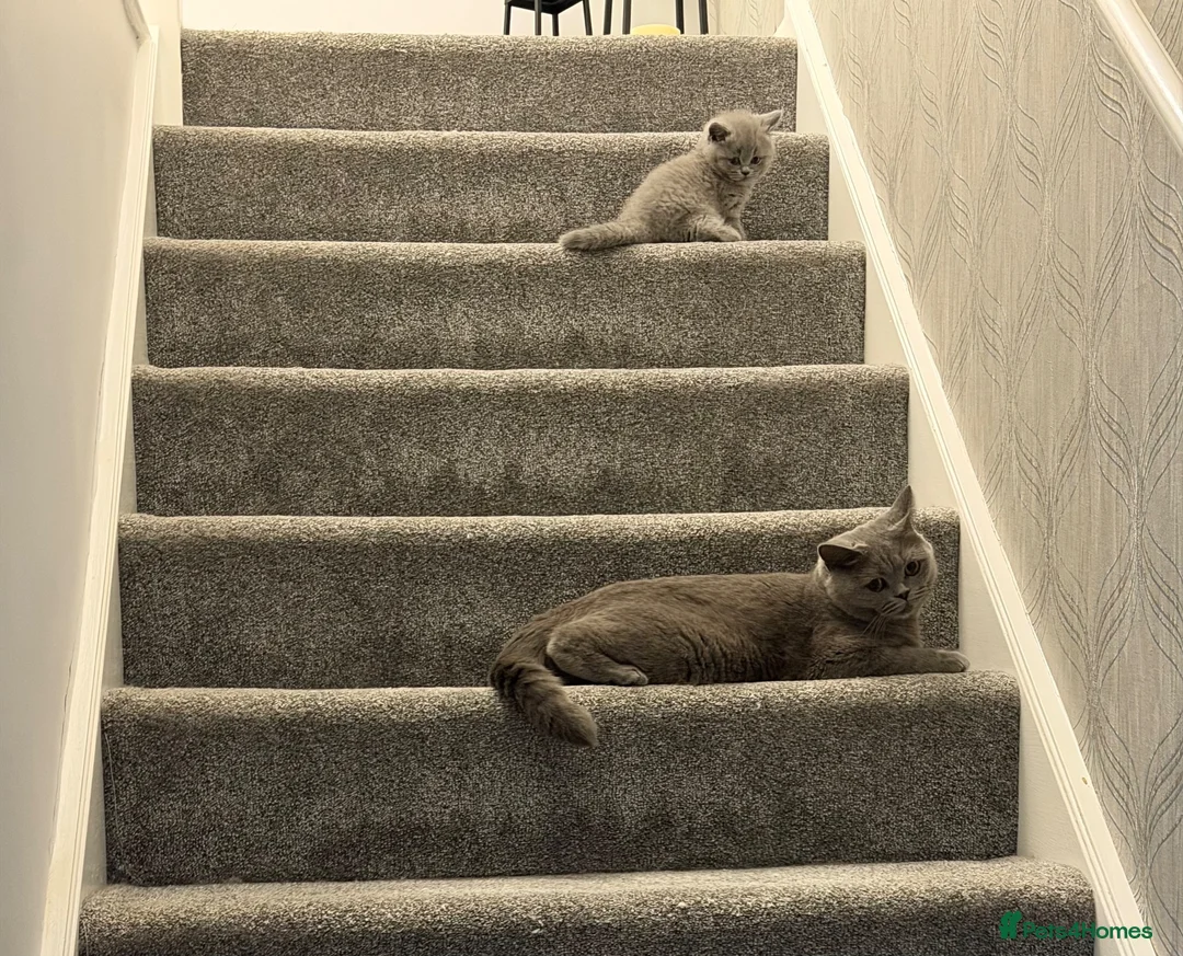 British Shorthair cats for sale: Gccf British shorthair kittens  - Advert 1