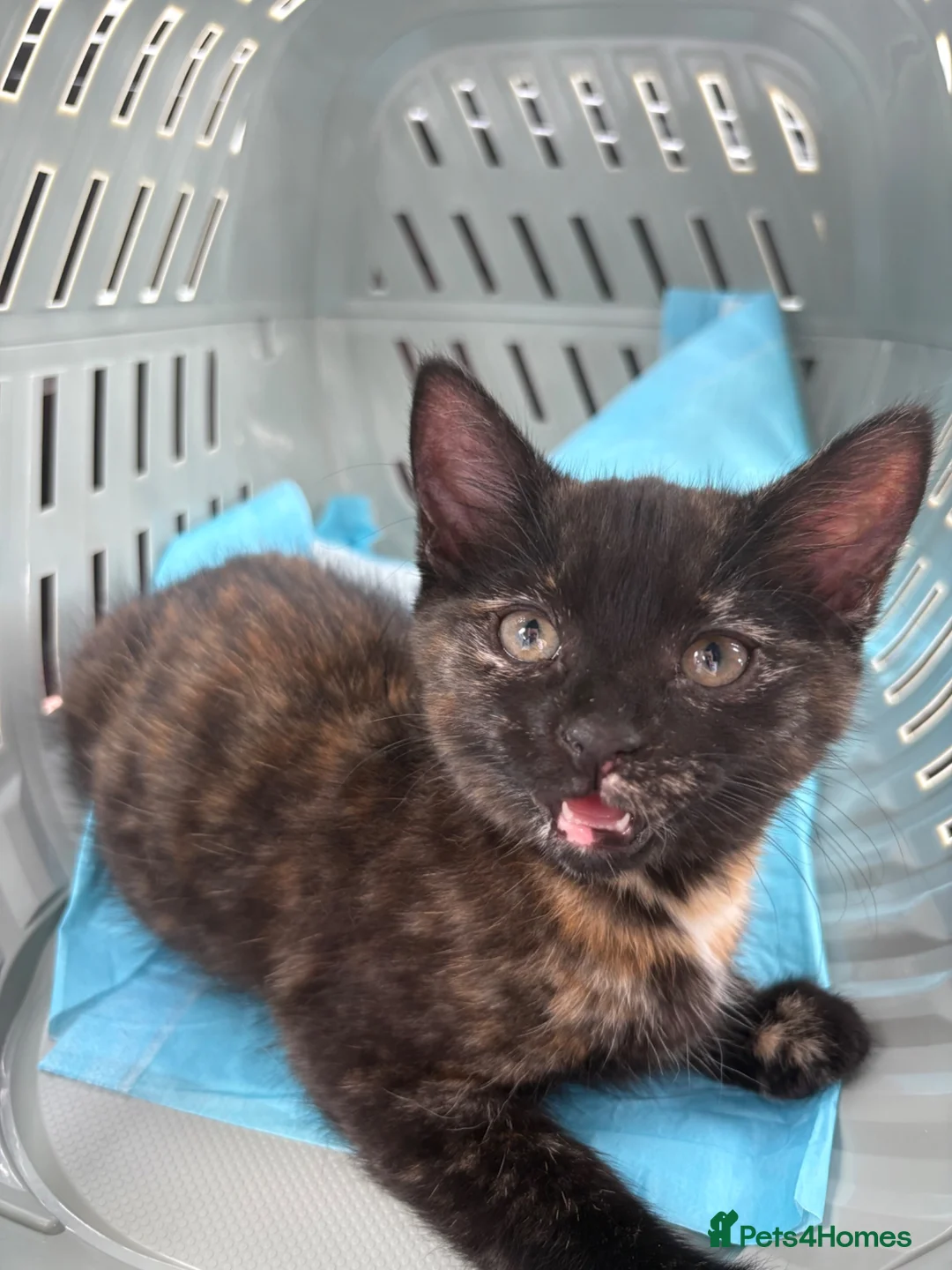 Mixed Breed cats for sale: Tortoise Female Kitten  - Advert 2