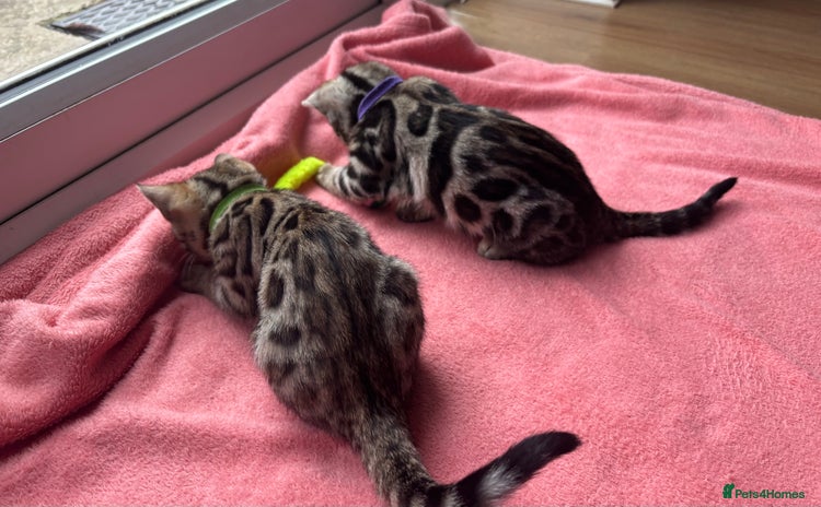 Bengal cats Only 2 left🐆Beautiful Purebred Bengal Kittens  🐾 - Advert 9