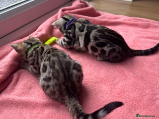 Bengal cats Only 2 left🐆Beautiful Purebred Bengal Kittens 🐾 - Advert 4