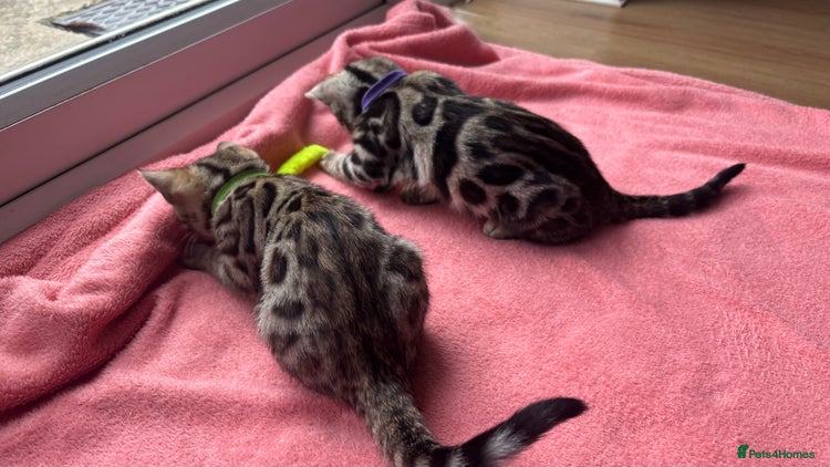 Bengal cats Only 2 left🐆Beautiful Purebred Bengal Kittens 🐾 - Advert 3
