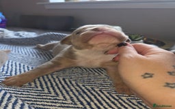 English Bulldog dogs for sale: Beautiful New english bulldogges  - Image 13