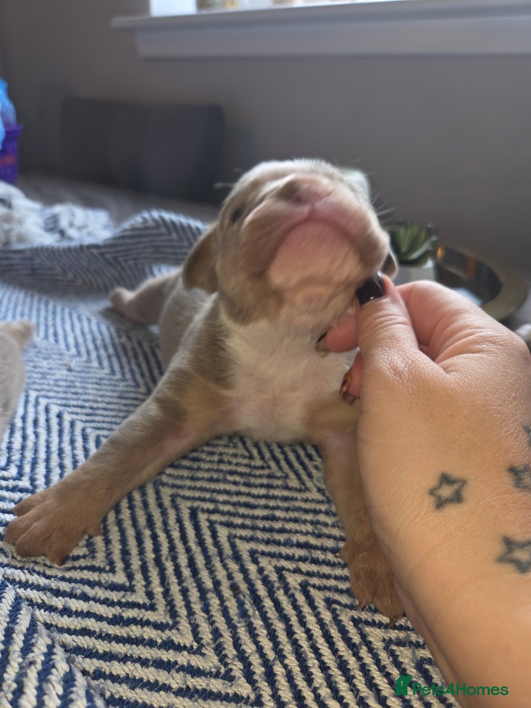 English Bulldog dogs for sale: Beautiful New english bulldogges  - Image 13