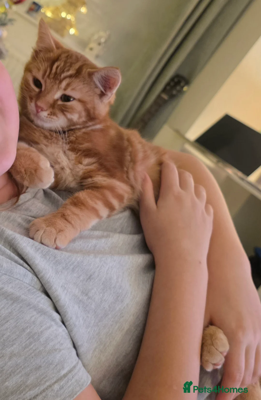 Mixed Breed cats for sale: Teddy, the 5 month old very loving boy for sale - Advert 2