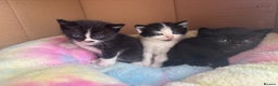 Mixed Breed cats for sale: Beautiful kittens - Advert 3