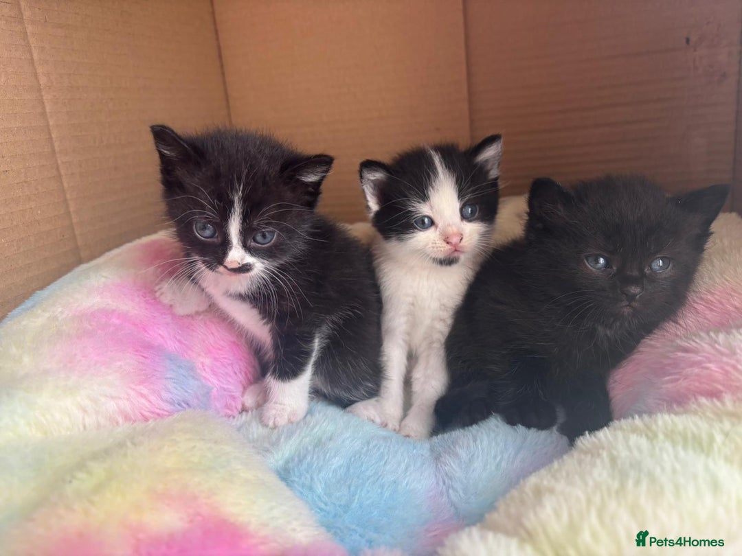 Mixed Breed cats for sale: Beautiful kittens - Advert 3