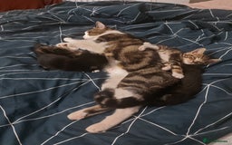 British Shorthair cats for sale: Kittens for Sale (two tabby and two tuxedo kitten) - Advert 1