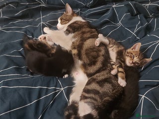 British Shorthair cats Kittens for Sale (two tabby and two tuxedo kitten) - Advert 1
